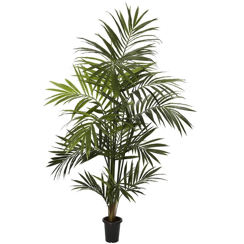 7ft. Potted Kentia Palm Tree