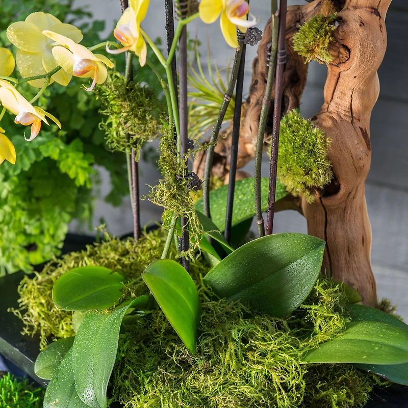 12 Pack: SuperMoss® Preserved Green Moss