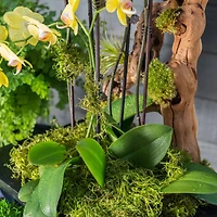 12 Pack: SuperMoss® Preserved Green Moss