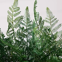 17" Forest Fern Arrangement in Glass Vase