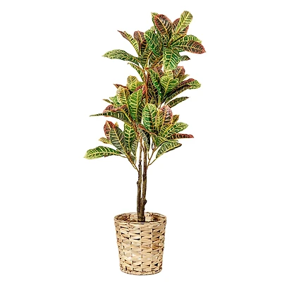 American Art Decor 4ft. Croton Tree in Water Hyacinth Woven Basket