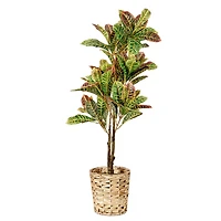 American Art Decor 4ft. Croton Tree in Water Hyacinth Woven Basket