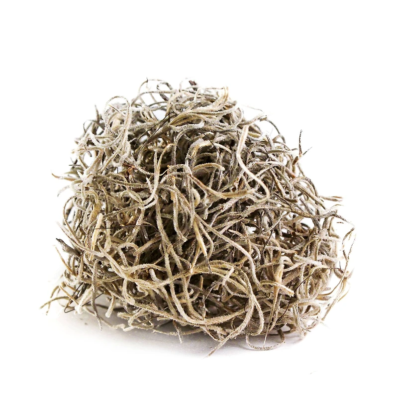 SuperMoss® Natural Preserved Spanish Moss, 24qt.