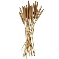 Dried Plant Bunny Tail Natural Foliage with Long Stems