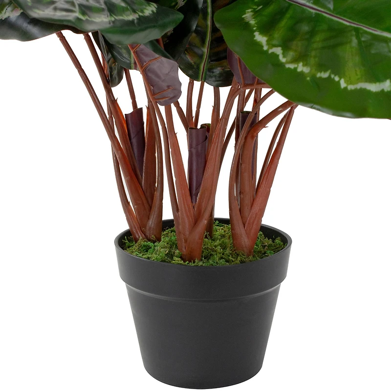 2.5ft. Potted Green Leaf Calathea Plant