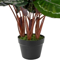 2.5ft. Potted Green Leaf Calathea Plant