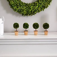 6" Boxwood Topiary Preserved Plant in Ceramic Planter, 4ct.