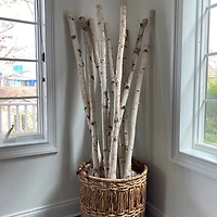 Wilson® Enterprises White Birch Poles