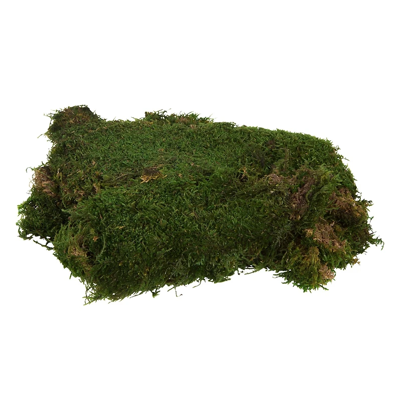 Preserved Green Sheet Moss Bulk Case