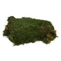 Preserved Green Sheet Moss Bulk Case