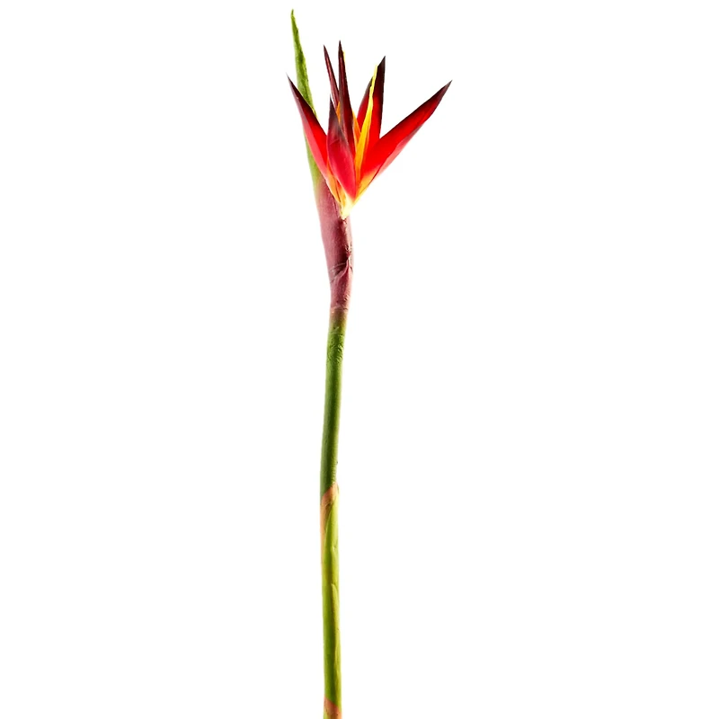 Tropical Bird of Paradise Stem by Ashland®