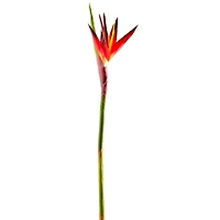Tropical Bird of Paradise Stem by Ashland®