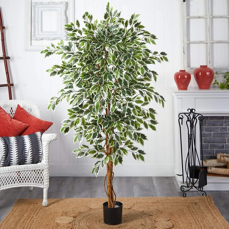 6ft. Potted Hawaiian Ficus Tree