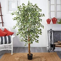 6ft. Potted Hawaiian Ficus Tree
