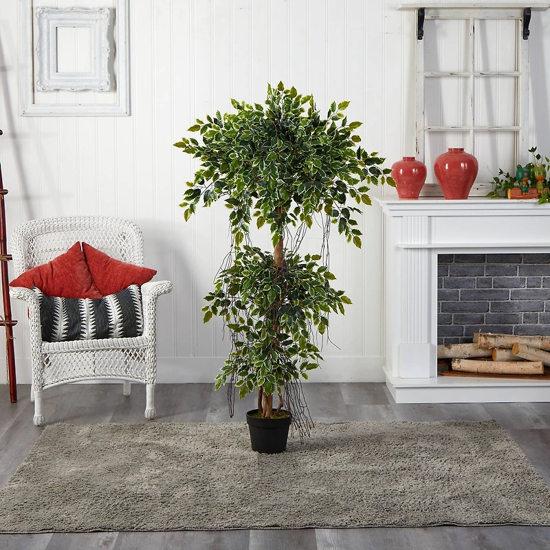 5ft. Potted Elegant Ficus Tree