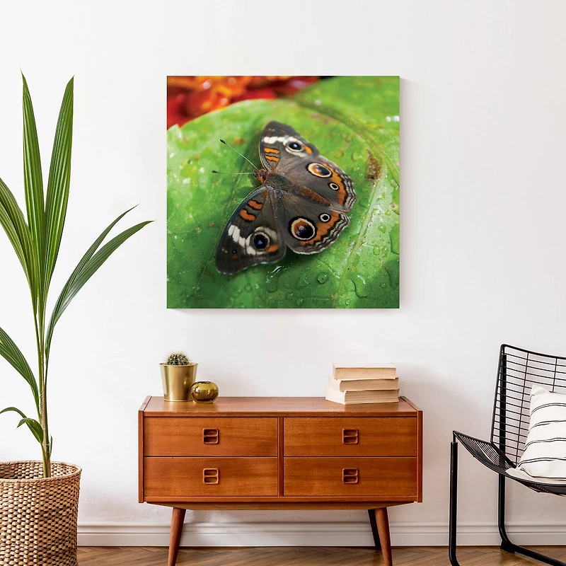 Butterfly On Leaf 24" x 24" Canvas Wall Art