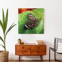 Butterfly On Leaf 24" x 24" Canvas Wall Art