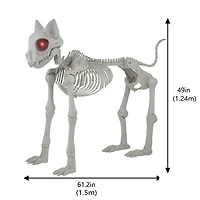 5ft. Oversized Posable Cat Skeleton by Ashland®