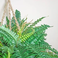 29" Boston Fern in Hanging Basket