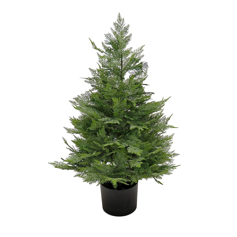 3ft. Cypress Tree In Nursery Pot
