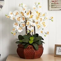 2.5ft. Potted Large Moth Orchid Arrangement