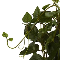 44" Philodendron Hanging Basket Plant