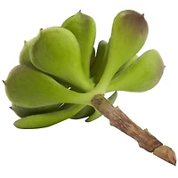 Green Echeveria Succulent Pick, 12ct.