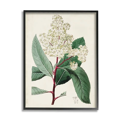 Stupell Industries Vintage Garden Study Red Stem Floral Plant in Frame Wall Art