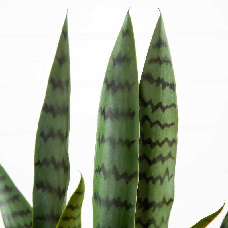 2ft. UV Resistant Artificial Snake Plant in White Decorative Planter