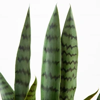 2ft. UV Resistant Artificial Snake Plant in White Decorative Planter