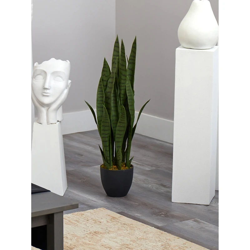 3ft. Snake Plant with Black Planter