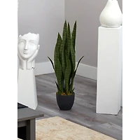 3ft. Snake Plant with Black Planter