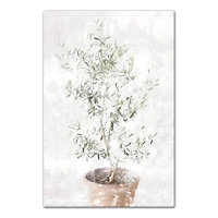 Washed Olive Tree 20" x 30" Canvas Wall Art