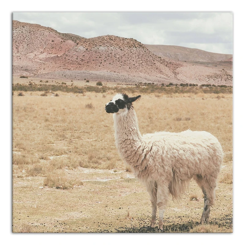 Llama In Field 20" x 20" Canvas Wall Art