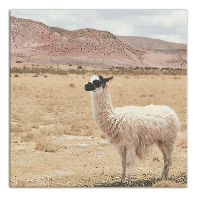 Llama In Field 20" x 20" Canvas Wall Art