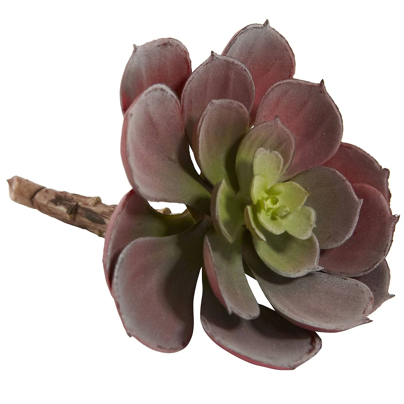 Green & Burgundy Echeveria Succulent, 12ct.