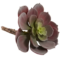 Green & Burgundy Echeveria Succulent, 12ct.