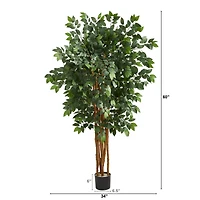 5ft. Potted Sakaki Tree