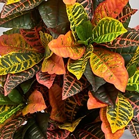 3ft. Croton Artificial Plant in Metal Bowl