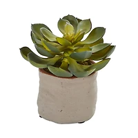 6" Potted Mixed Succulent Plants, 4ct.
