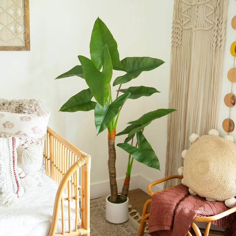 5.5ft. Arrowhead Philodendron in White Decorative Planter