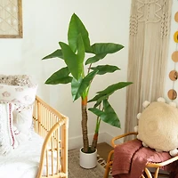 5.5ft. Arrowhead Philodendron in White Decorative Planter