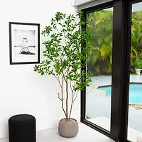 7ft. Potted Minimalist Japanese Pieris Tree with Real Touch Leaves