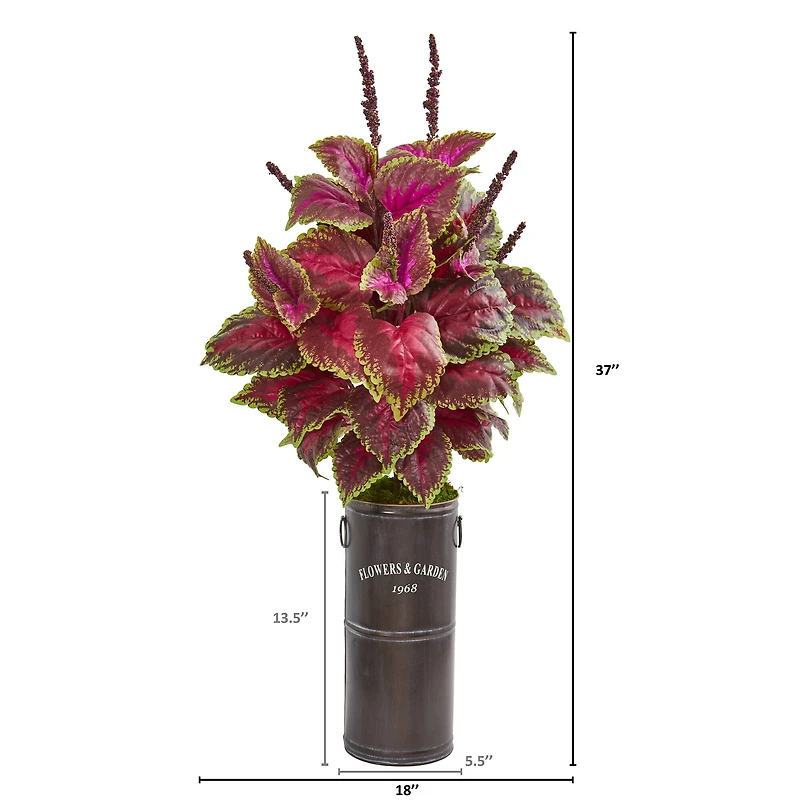 3ft. Coleus Plant in Decorative Planter