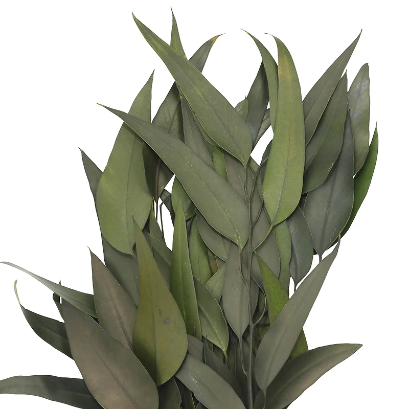 21" Green Willow Eucalyptus by Ashland®