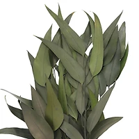 21" Green Willow Eucalyptus by Ashland®