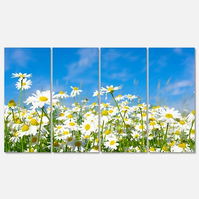 Designart - White Daisies under Bright Blue Sky