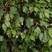 6ft. Ficus Tree with White Planter