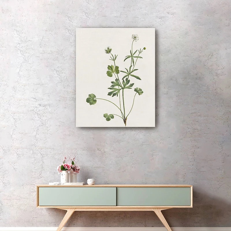 Wispy Botanical II Canvas Giclee