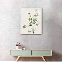 Wispy Botanical II Canvas Giclee
